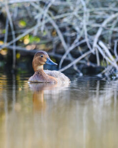 canard-13
