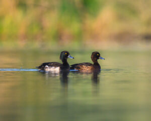 canard-3