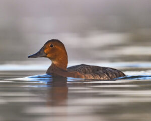 canard-4