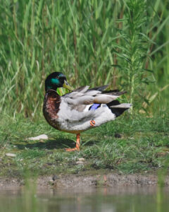 canard-6