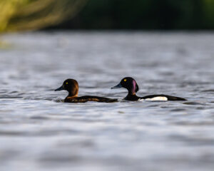 canard-7