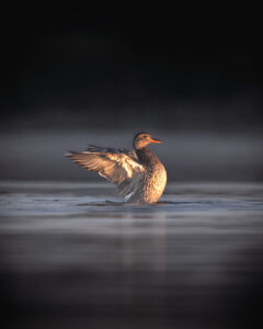 canard-8