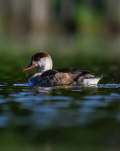 canards-15 canards-15