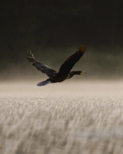 cormoran-dombes-en-vol-8 cormoran-dombes-en-vol-8
