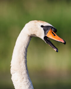 cygnes-14 cygnes-14