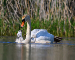 cygnes-15 cygnes-15