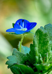 flore-11 flore-11