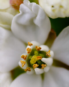 flore-7 flore-7
