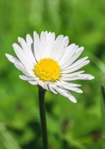 flore-9 flore-9