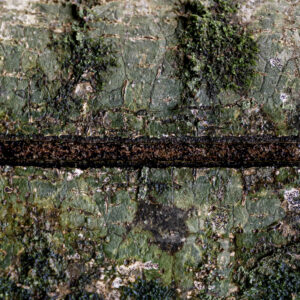 murs et troncs-5 murs et troncs-5