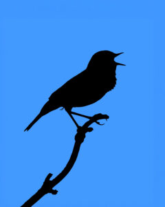 silhouette en contre-jour-4