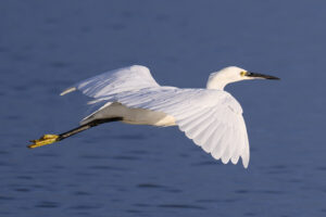 Aigrette garzette à la Belle Henriette