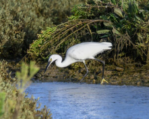 Aigrette garzette à la Belle Henriette