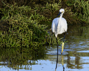 Aigrette garzette à la Belle Henriette