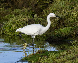 Aigrette garzette à la Belle Henriette