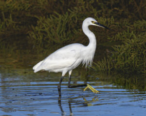 Aigrette garzette à la Belle Henriette