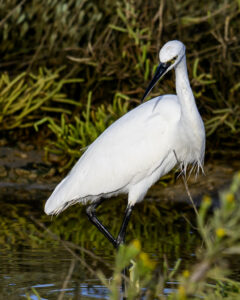 Aigrette garzette à la Belle Henriette