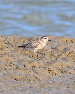 Bécasseau Sanderling à la Pointe d'Arcay