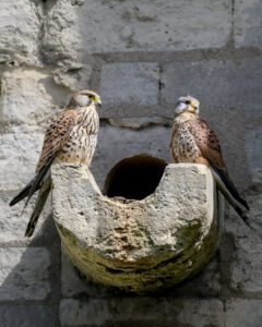 Couple de faucons crécerelles à Vincennes