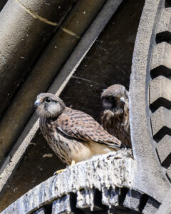Faucons crécerelles à Paris