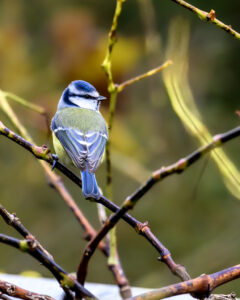 Mésange bleue au Père-Lachaise