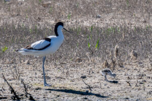 Avocette élégante à la Pointe d'Arcay