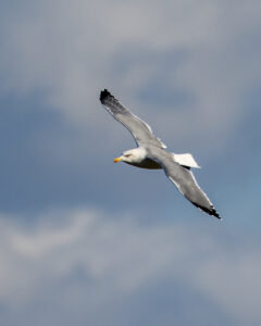 Mouette à la Pointe d'Arcay