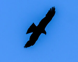 Rapace à la Pointe de l'Aiguillon
