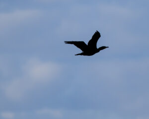 Cormoran à la Pointe de l'Aiguillon