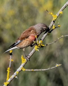 Linotte mélodieuse à la Pointe de l'Aiguillon