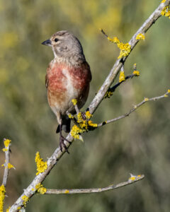 Linotte mélodieuse à la Pointe de l'Aiguillon